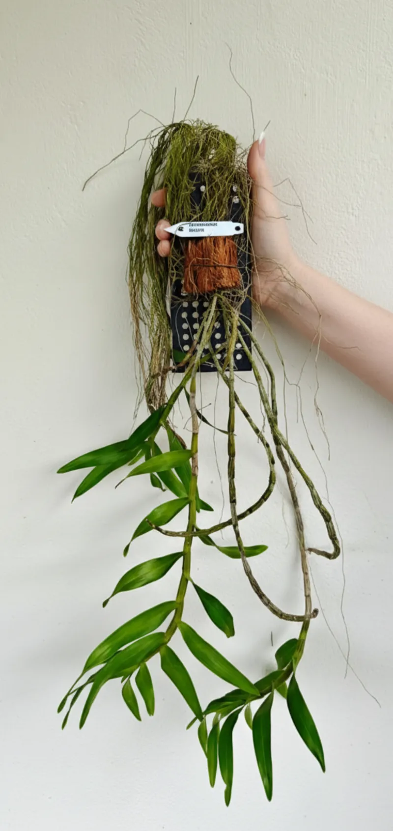 Blooming Size Dendrobium Bullenianum - Mounted - Image 2