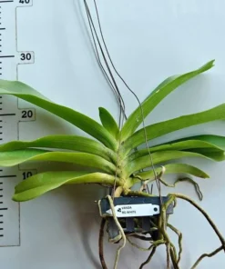 Alternative view of Rhynchostylis RG White Foxtail Blooming Size