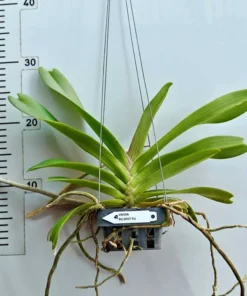 Alternative view of Blooming Size Rhynchostylis RG Plai Spot Foxtail