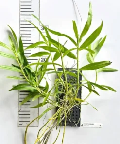 Blooming Size Dendrobium Bullenianum - Mounted - Image 2
