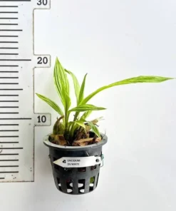 Alternative view of Dove Orchid (Peristeria) - Blooming Size