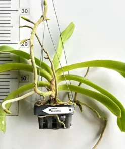 Alternative view of Blooming Size Rhynchostylis Plai Spot Foxtail