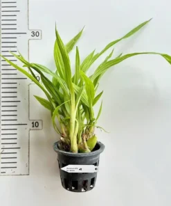 Alternative view of Dove Orchid (Peristeria) ( DV White )- Blooming Size