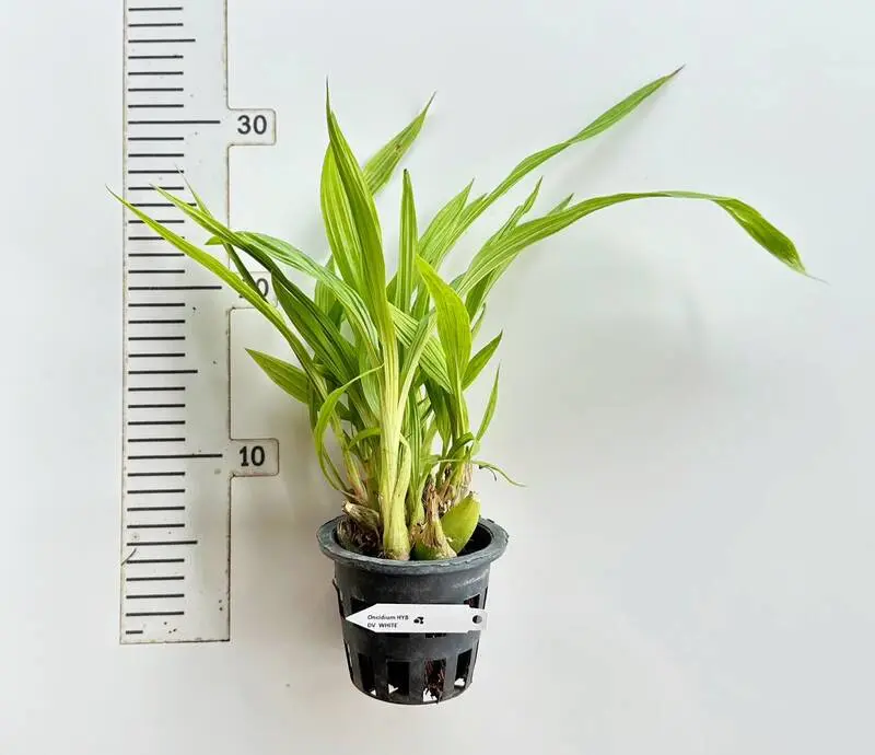 Dove Orchid (Peristeria) ( DV White )- Blooming Size - Image 2