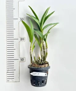Alternative view of Ready to Flower Size Brown Splash (Fire Flame)