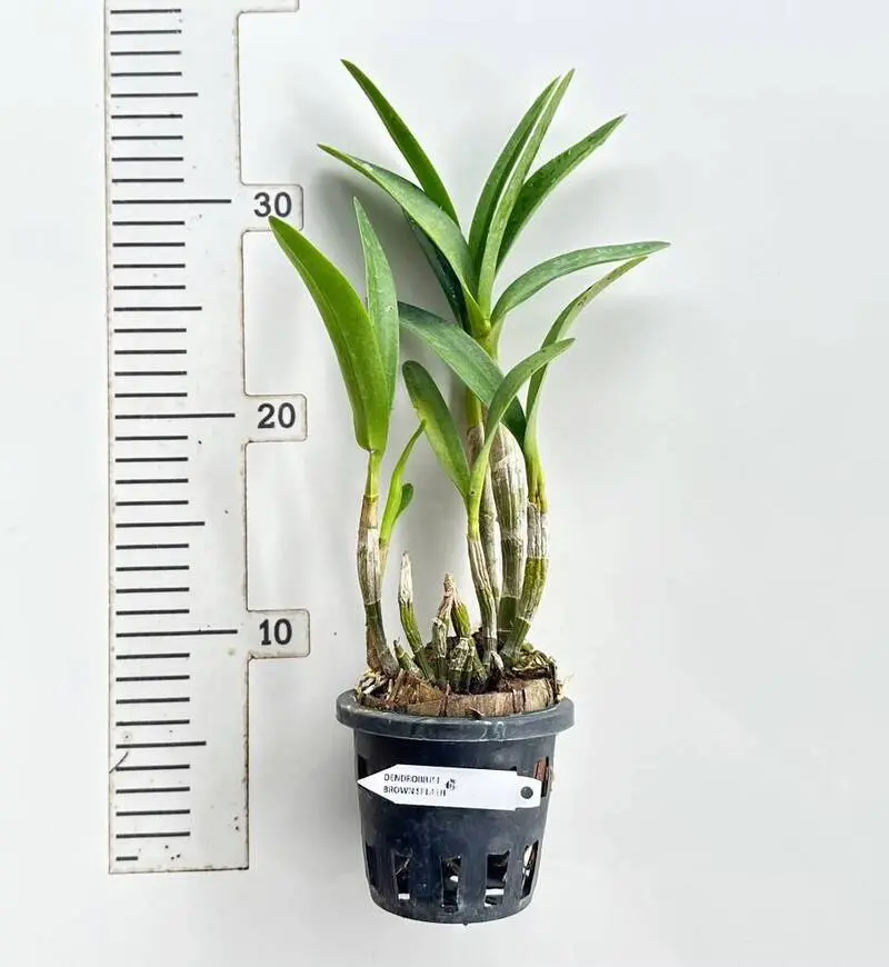 Ready to Flower Size Brown Splash (Fire Flame) - Image 2