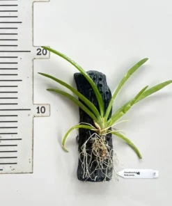 Alternative view of Rodriguezia lanceolata (Rody Lancio) Blooming Size (new lava burst)- Mounted