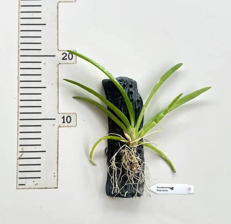 Rodriguezia lanceolata (Rody Lancio) Blooming Size (new lava burst)- Mounted - Image 2