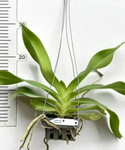 Alternative view of Blooming Size Rhynchostylis Plai Spot Foxtail