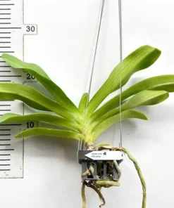 Alternative view of Rhynchostylis RG White Foxtail Blooming Size