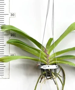 Ready to Flower Foxtail RG Red (Rhynchostylis Gigantea) - Image 3