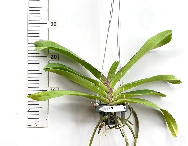 Ready to Flower Foxtail RG Red (Rhynchostylis Gigantea) - Image 3