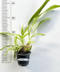 Alternative view of Dove Orchid (Peristeria) ( DV White )- Blooming Size