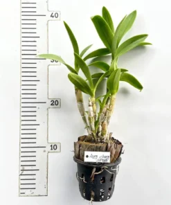 Alternative view of Ready to Flower Size Brown Splash (Fire Flame/Aung Chang Splash)