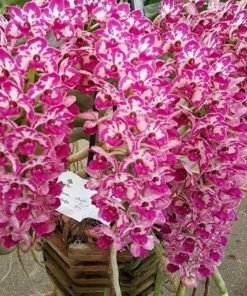 Blooming Size Rhynchostylis RG Plai Spot Foxtail