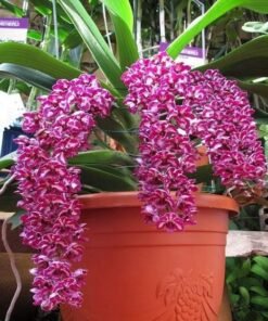 RHYNCHOSTYLIS SPOT PLAI Foxtail SEEDLING