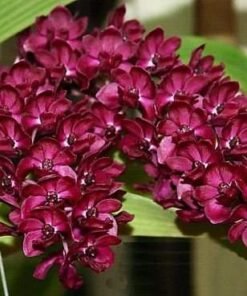 Alternative view of Ready to Flower Foxtail RG Red (Rhynchostylis Gigantea)