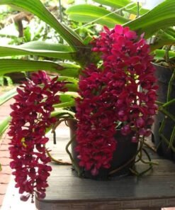 Ready to Flower Foxtail RG Red (Rhynchostylis Gigantea)
