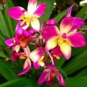 Spathoglottis