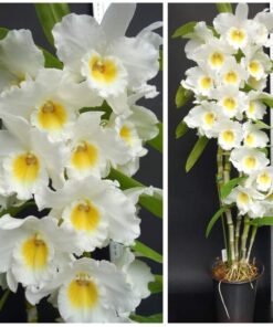 Nobile True Love Blooming Size