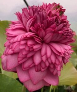 Ultimate 1000 Petal Lotus Tuber