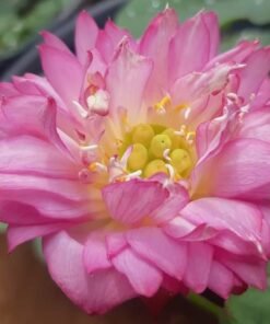 Elegant Woman Lotus Tuber