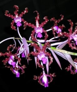 Schomburgkia Burgundy Blooming Size