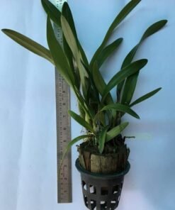 Alternative view of Schomburgkia Burgundy Blooming Size