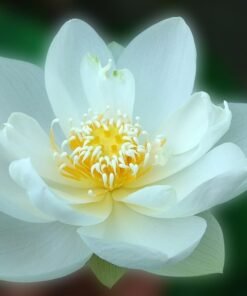 White Puff  Lotus Tuber