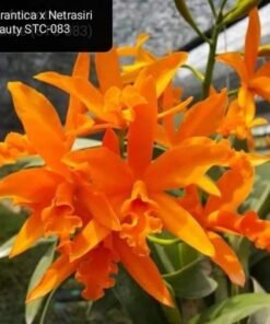 Aurentica x netrasiri beauty