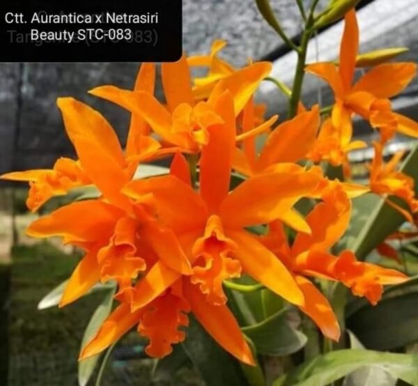 Aurentica x netrasiri beauty
