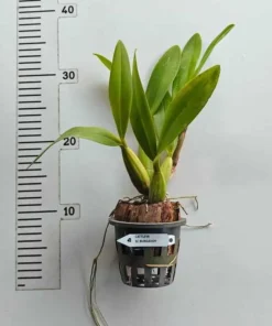 Alternative view of Schomburgkia Burgundy Blooming Size