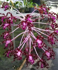 Schomburgkia Burgundy Blooming Size