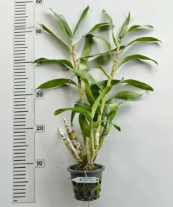 Alternative view of Dendrobium Gatton Sunray (Large Size)