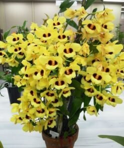 Dendrobium Gatton Sunray (Large Size)