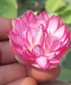 Liang Li Micro Lotus Tuber