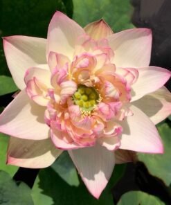 New Brocade Lotus Tuber