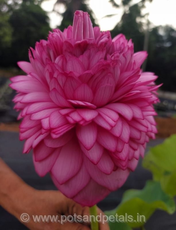 Buy 1000 Petal Lotus Tuber Online - Double petalled Lotus Plant