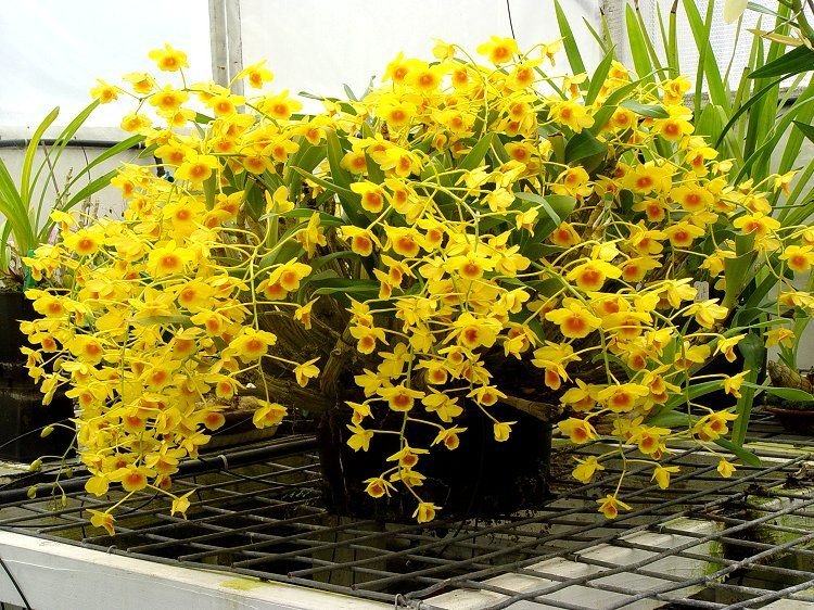 Buy Dendrobium Chrysotoxum Orchid Plant Online Rare Dendrobium
