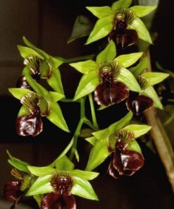 dendrobium Convolutum