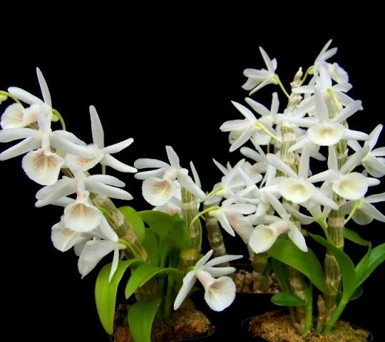 mounted 20 Sr Orchid Orchidee Dendrobium cretaceum flowering size