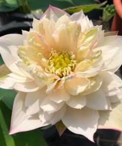 Golden wave and jade Lotus Tuber