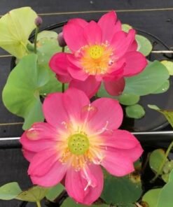 Longevity Lotus Tuber (Dwarf Lotus)