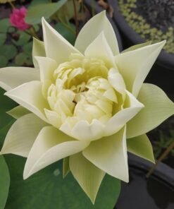 Yellow Pror Pink Lotus Tuber