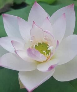 Boli Gongzhu Lotus Tuber