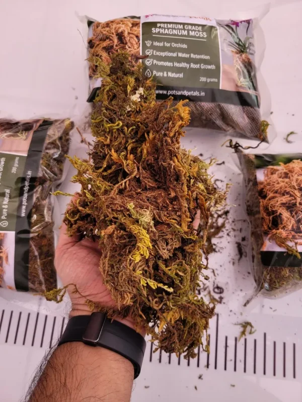 Good Quality Sphagnum Moss -200g Bag Size - Orchid Potting Mix - Image 2
