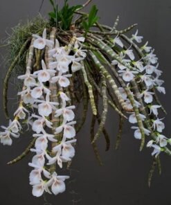 Dendrobium Hybrid Cretaceum Blooming size - Mounted