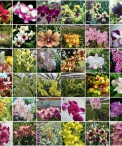 Combo Pack of 50 Different Dendrobium Colors