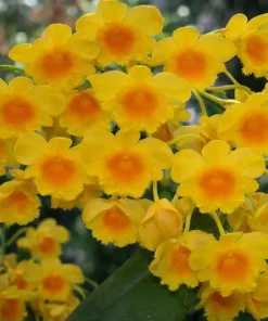 Dendrobium Chrysotoxum Blooming Size