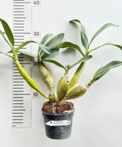 Alternative view of Dendrobium Chrysotoxum Blooming Size